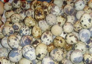 全國供應(yīng)鵪鶉蛋及全產(chǎn)業(yè)鏈服務(wù) 廠家直銷批發(fā)與飼料原料銷售指南